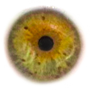 Auge